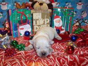 MiniaturSchnauzerpuppiesforChristmas